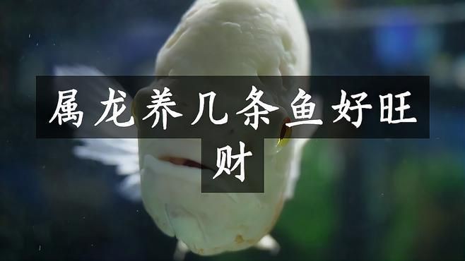 屬龍養幾條魚最招財【《屬龍養幾條魚最招財》在風水文化中】 屬龍養幾條魚最招財【《屬龍養幾條魚最招財》在風水文化中】 龍魚百科 第1張