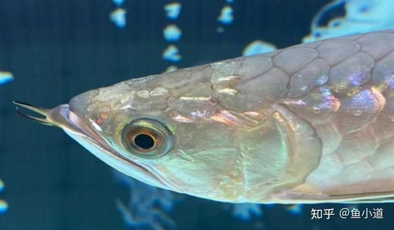 治療龍魚爛頭病需要多長時(shí)間？【龍魚常見問題——頭洞病】