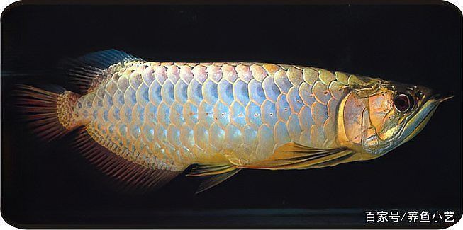 治療龍魚爛頭病需要多長時(shí)間？【龍魚常見問題——頭洞病】