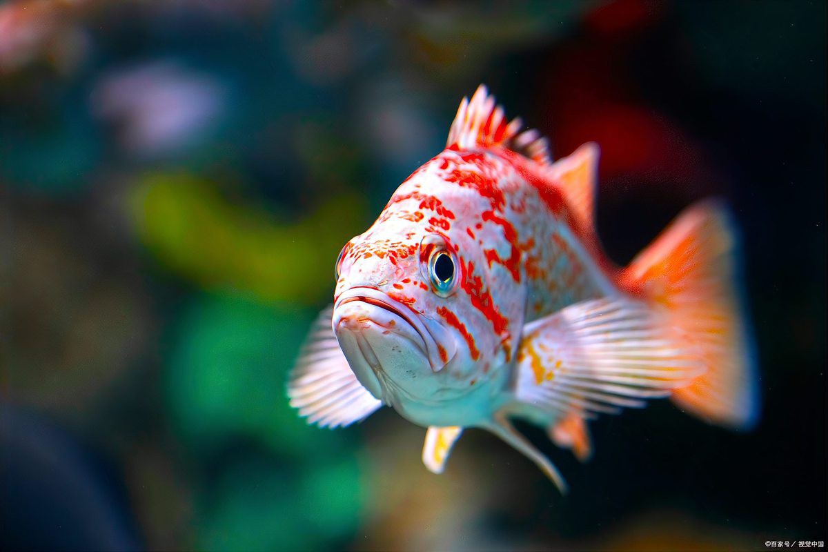 3到5厘米的小金魚怎么喂飼料【3-5厘米小金魚喂養方法】 3到5厘米的小金魚怎么喂飼料【3-5厘米小金魚喂養方法】 龍魚論壇 第5張