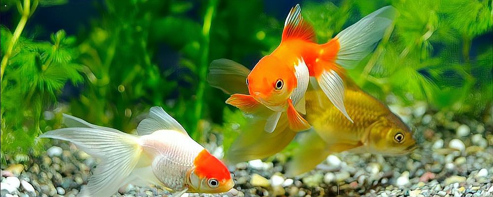 3到5厘米的小金魚怎么喂飼料【3-5厘米小金魚喂養方法】 3到5厘米的小金魚怎么喂飼料【3-5厘米小金魚喂養方法】 龍魚論壇 第7張