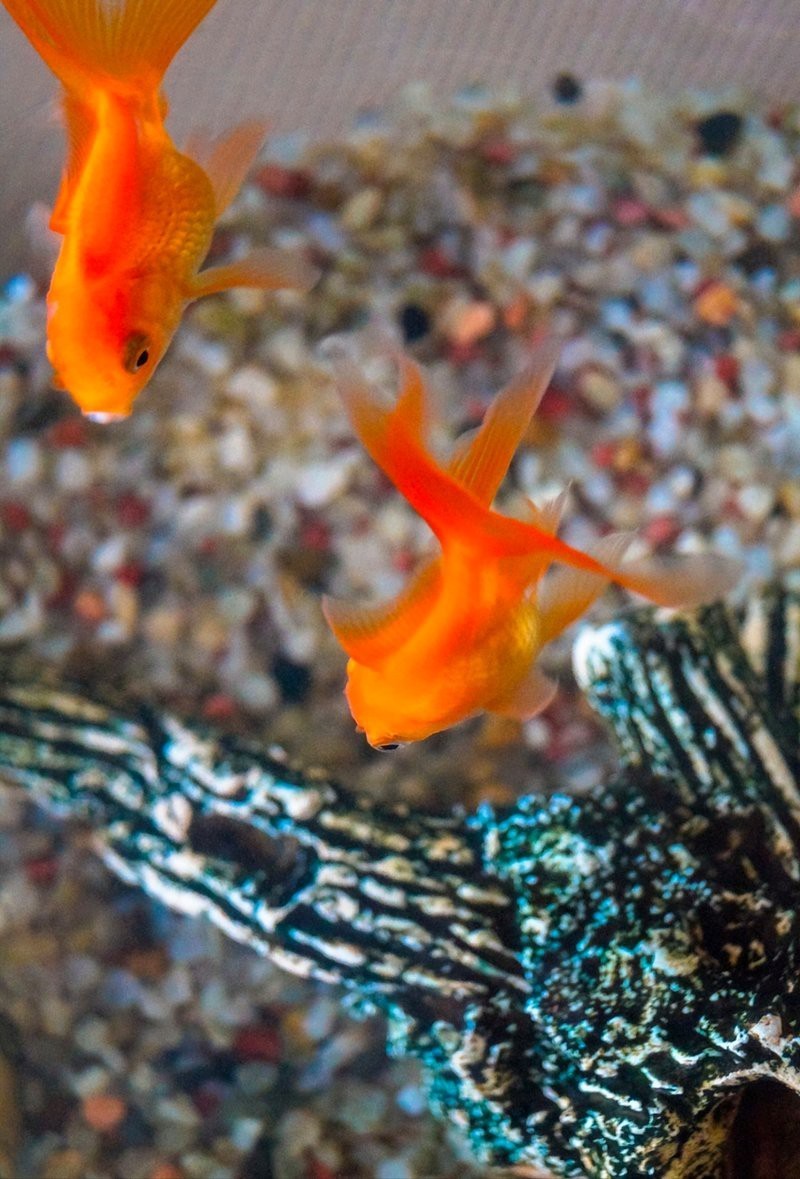 3到5厘米的小金魚怎么喂飼料【3-5厘米小金魚喂養方法】 3到5厘米的小金魚怎么喂飼料【3-5厘米小金魚喂養方法】 龍魚論壇 第6張