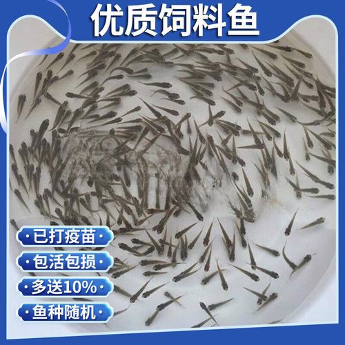 1-2厘米龍魚小魚苗圖片【1-2厘米大小的龍魚小魚苗圖片】 1-2厘米龍魚小魚苗圖片【1-2厘米大小的龍魚小魚苗圖片】 龍魚論壇 第22張