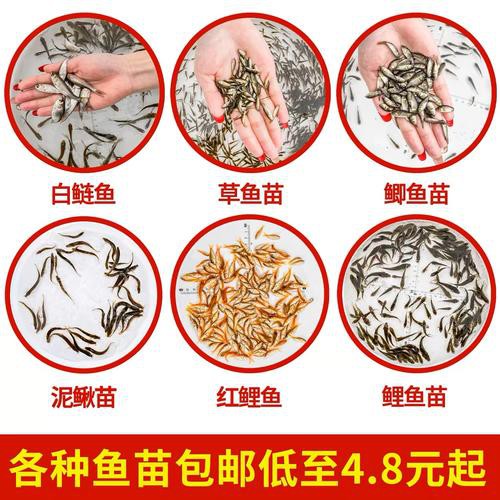 1-2厘米龍魚小魚苗圖片【1-2厘米大小的龍魚小魚苗圖片】 1-2厘米龍魚小魚苗圖片【1-2厘米大小的龍魚小魚苗圖片】 龍魚論壇 第24張