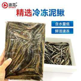 1-2厘米龍魚小魚苗圖片【1-2厘米大小的龍魚小魚苗圖片】 1-2厘米龍魚小魚苗圖片【1-2厘米大小的龍魚小魚苗圖片】 龍魚論壇 第29張