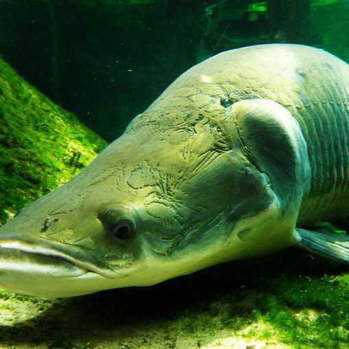 巨骨舌魚2cm圖片【世界上最大的淡水魚——巨骨舌魚】