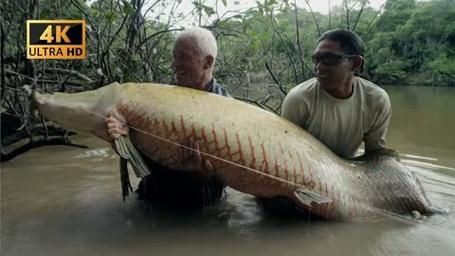巨骨舌魚2cm圖片【世界上最大的淡水魚——巨骨舌魚】