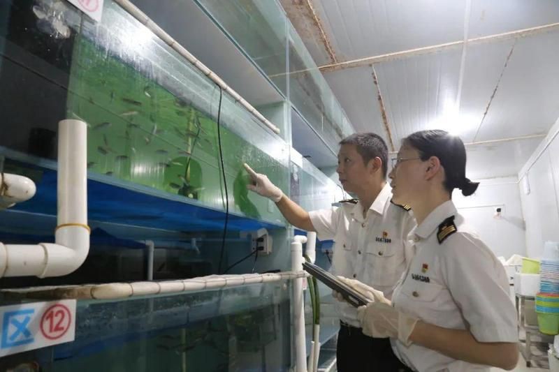 巨骨舌魚2cm圖片【世界上最大的淡水魚——巨骨舌魚】