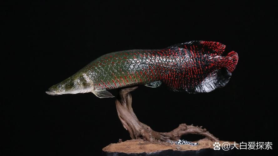 巨骨舌魚2cm圖片【世界上最大的淡水魚——巨骨舌魚】