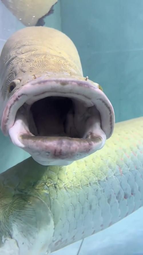 巨骨舌魚2cm圖片【世界上最大的淡水魚——巨骨舌魚】