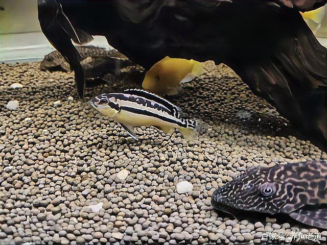 如何判斷魚鰭紅血絲的嚴(yán)重程度？【如何判斷魚鰭紅血絲的嚴(yán)重程度】