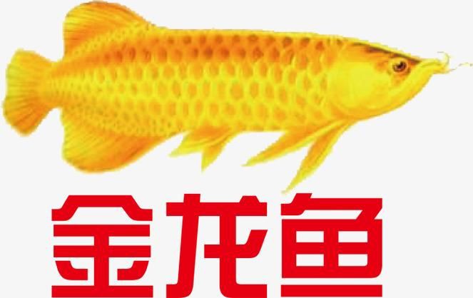 金龍魚商標圖片png