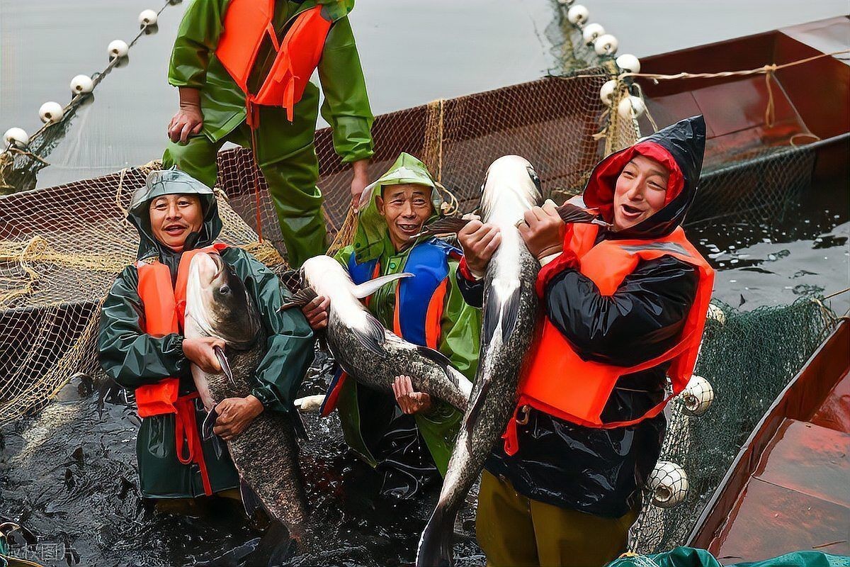 鰱魚為什么沒人吃【十年前被稱為香餑餑的白鰱為何越來越少人養(yǎng)殖了3個(gè)原因】