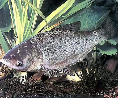 鰱魚為什么沒人吃【十年前被稱為香餑餑的白鰱為何越來越少人養(yǎng)殖了3個(gè)原因】