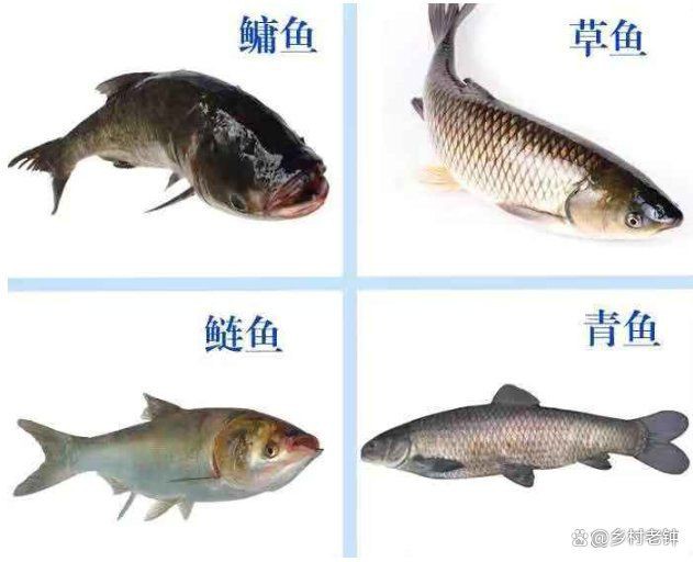鰱魚為什么沒人吃【十年前被稱為香餑餑的白鰱為何越來越少人養(yǎng)殖了3個(gè)原因】