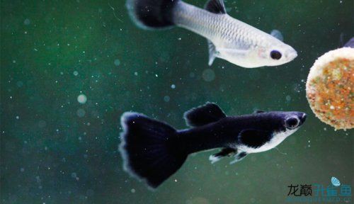 孔雀魚品種排名【孔雀魚品種豐富多樣，各具特色，】