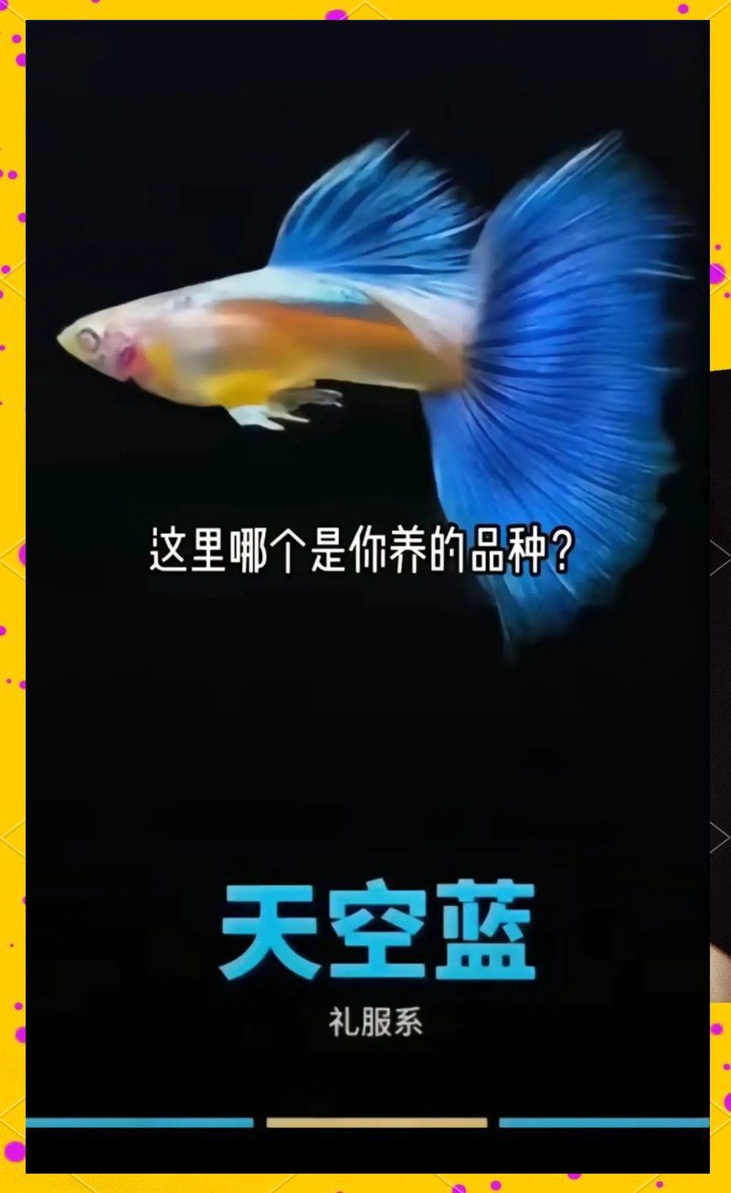 孔雀魚品種排名【孔雀魚品種豐富多樣，各具特色，】