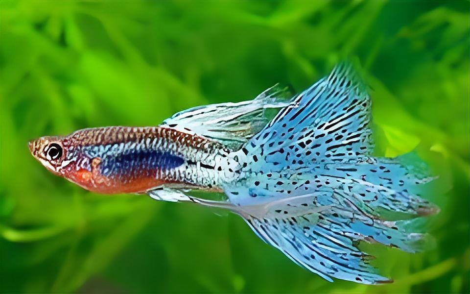 孔雀魚品種排名【孔雀魚品種豐富多樣，各具特色，】