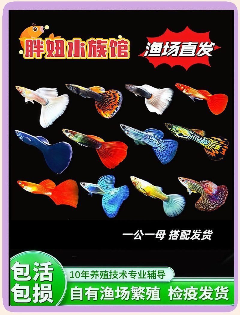 孔雀魚品種排名【孔雀魚品種豐富多樣，各具特色，】