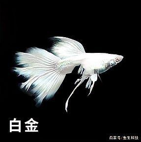 孔雀魚品種排名【孔雀魚品種豐富多樣，各具特色，】