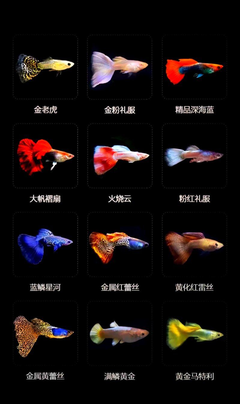 孔雀魚品種排名【孔雀魚品種豐富多樣，各具特色，】