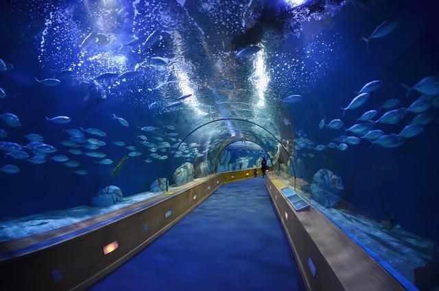 秦皇島水族店【秦皇島兩大水族場館各具特色】