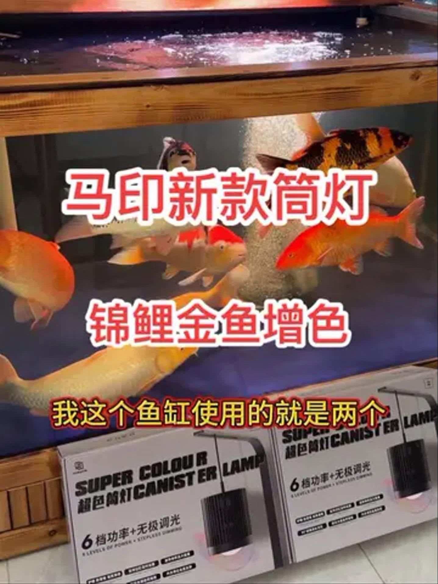 馬印魚缸爆藻燈【馬印魚缸爆藻燈是一款專為水族箱設計的全光譜led筒燈】 龍魚百科 第3張 馬印魚缸爆藻燈【馬印魚缸爆藻燈是一款專為水族箱設計的全光譜led筒燈】 馬印魚缸爆藻燈【馬印魚缸爆藻燈是一款專為水族箱設計的全光譜led筒燈】 龍魚百科 第3張