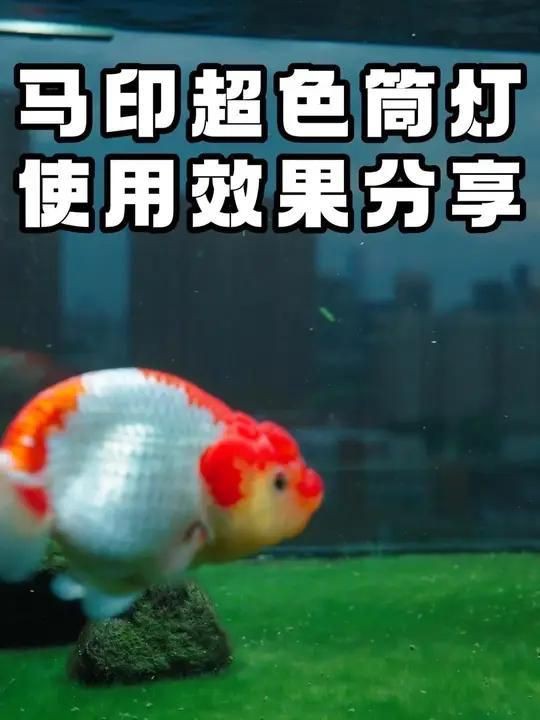 馬印魚缸爆藻燈【馬印魚缸爆藻燈是一款專為水族箱設計的全光譜led筒燈】 龍魚百科 第5張 馬印魚缸爆藻燈【馬印魚缸爆藻燈是一款專為水族箱設計的全光譜led筒燈】 馬印魚缸爆藻燈【馬印魚缸爆藻燈是一款專為水族箱設計的全光譜led筒燈】 龍魚百科 第5張