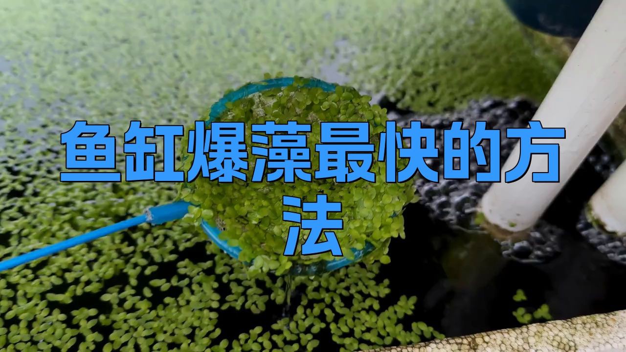 馬印魚缸爆藻燈【馬印魚缸爆藻燈是一款專為水族箱設計的全光譜led筒燈】 龍魚百科 第7張 馬印魚缸爆藻燈【馬印魚缸爆藻燈是一款專為水族箱設計的全光譜led筒燈】 馬印魚缸爆藻燈【馬印魚缸爆藻燈是一款專為水族箱設計的全光譜led筒燈】 龍魚百科 第7張