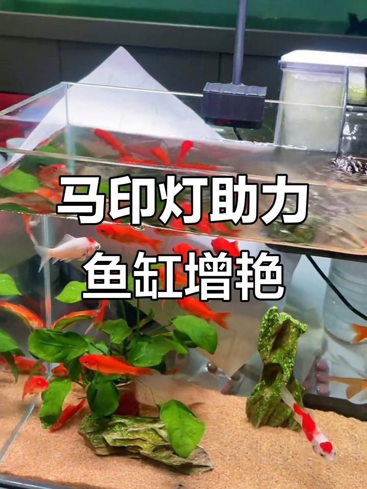 馬印魚缸爆藻燈【馬印魚缸爆藻燈是一款專為水族箱設計的全光譜led筒燈】 龍魚百科 第1張 馬印魚缸爆藻燈【馬印魚缸爆藻燈是一款專為水族箱設計的全光譜led筒燈】 馬印魚缸爆藻燈【馬印魚缸爆藻燈是一款專為水族箱設計的全光譜led筒燈】 龍魚百科 第1張