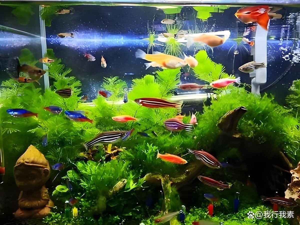 孔雀魚和斑馬魚能混養(yǎng)嗎？【孔雀魚和斑馬魚能一起養(yǎng)嗎】