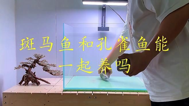 孔雀魚和斑馬魚能混養(yǎng)嗎？【孔雀魚和斑馬魚能一起養(yǎng)嗎】