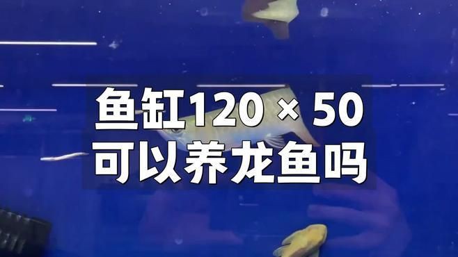 金龍魚需要多大的魚缸？【養金龍魚需要多大的缸寵物訓練師從0開始養金龍魚】