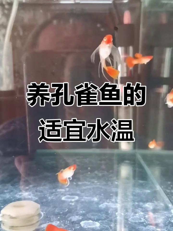 孔雀魚的最佳飼養溫度是多少？【孔雀魚最適宜水溫是多少新手必看孔雀魚水溫指南】