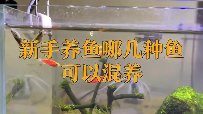 有哪些適合與七條魚混養的魚種？【《有哪些適合與七條魚混養的魚種》當考慮與七彩神仙魚混養的魚種】