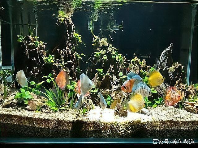 有哪些適合與七條魚混養的魚種？【《有哪些適合與七條魚混養的魚種》當考慮與七彩神仙魚混養的魚種】
