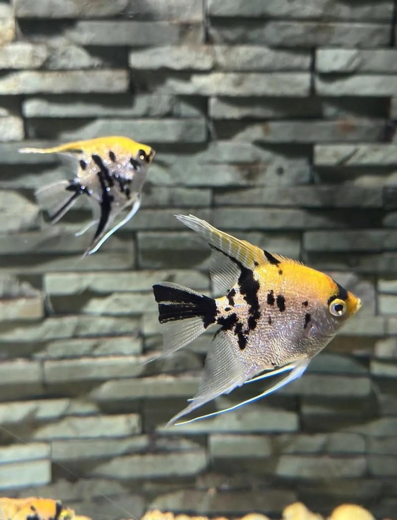 西安水族店【關于“西安水族店”的一段話】 西安水族店【關于“西安水族店”的一段話】 全國水族館企業名錄 第9張