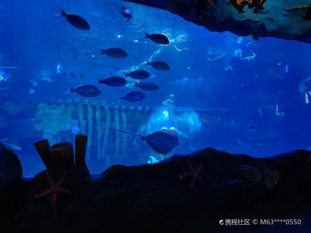 西安水族店【關于“西安水族店”的一段話】 西安水族店【關于“西安水族店”的一段話】 全國水族館企業名錄 第4張