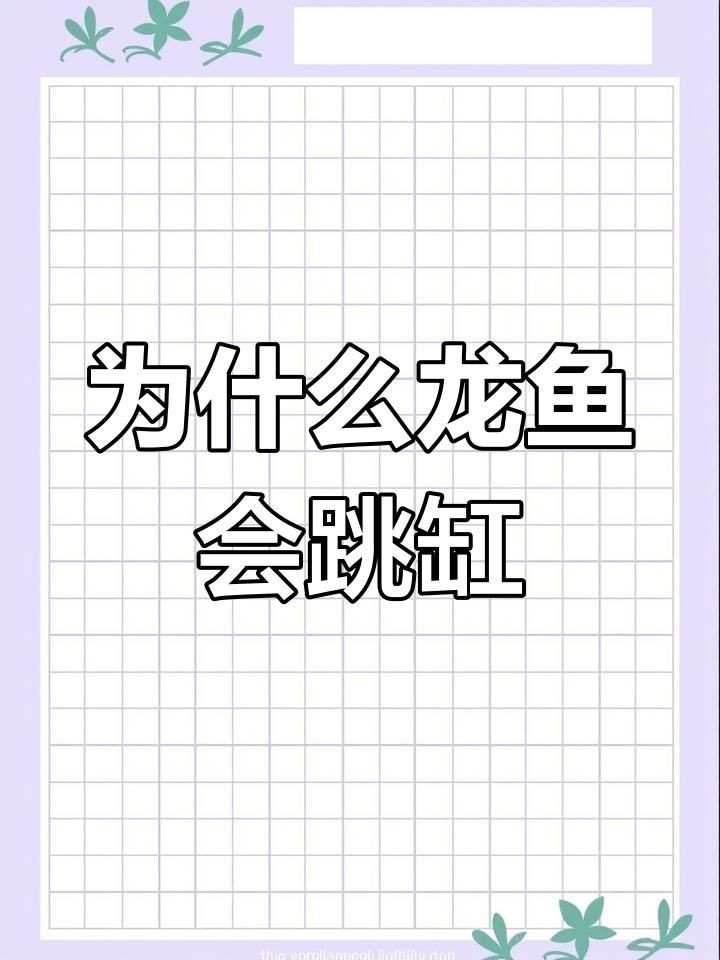 如何預防龍魚再次跳缸？【觀賞魚虎牙直播養雷龍缸10大忠告江月行客龍魚跳缸】