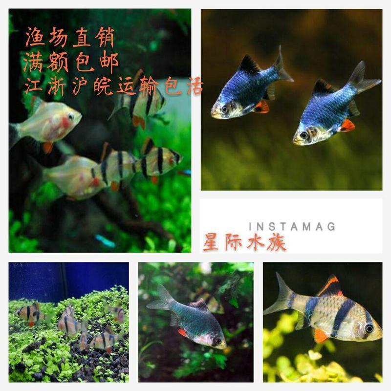 申古三間魚位置圖【《申古三間魚位置圖》】