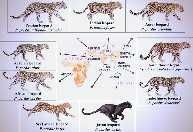 皇冠豹分公母對照表圖【“皇冠豹分公母對照表圖”以直觀的視覺形式呈現了雄性與雌性皇冠豹的差異】