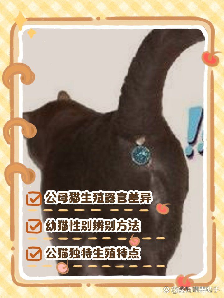 皇冠豹分公母對照表圖【“皇冠豹分公母對照表圖”以直觀的視覺形式呈現(xiàn)了雄性與雌性皇冠豹的差異】