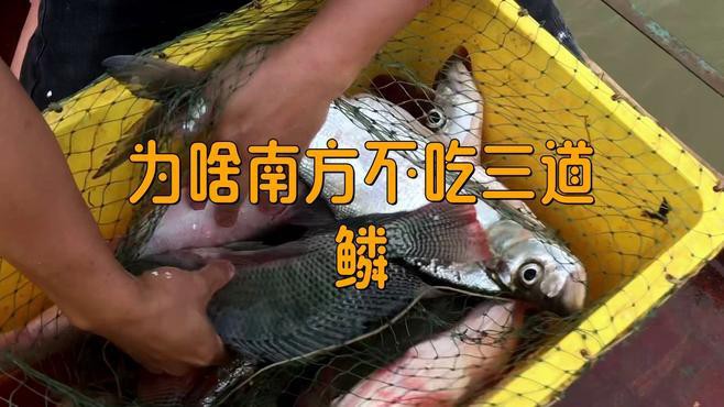 三道鱗為什么要盡量少吃【三道鱗為什么要盡量少吃三道鱗，三道鱗的人群應謹慎食用】