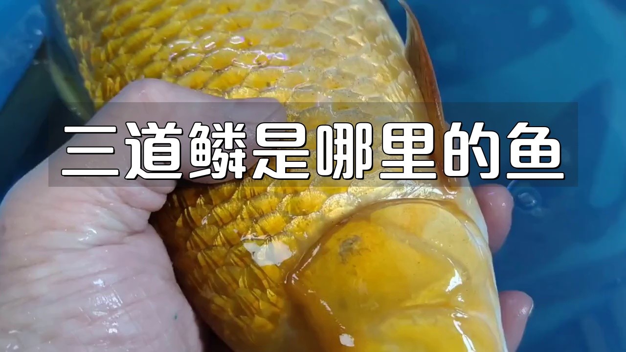 三道鱗為什么要盡量少吃【三道鱗為什么要盡量少吃三道鱗，三道鱗的人群應謹慎食用】