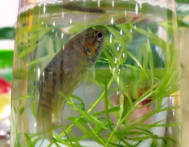 廣東觀魚品種介紹【廣東作為觀賞魚產業的重要基地擁有豐富多樣的特色品種】