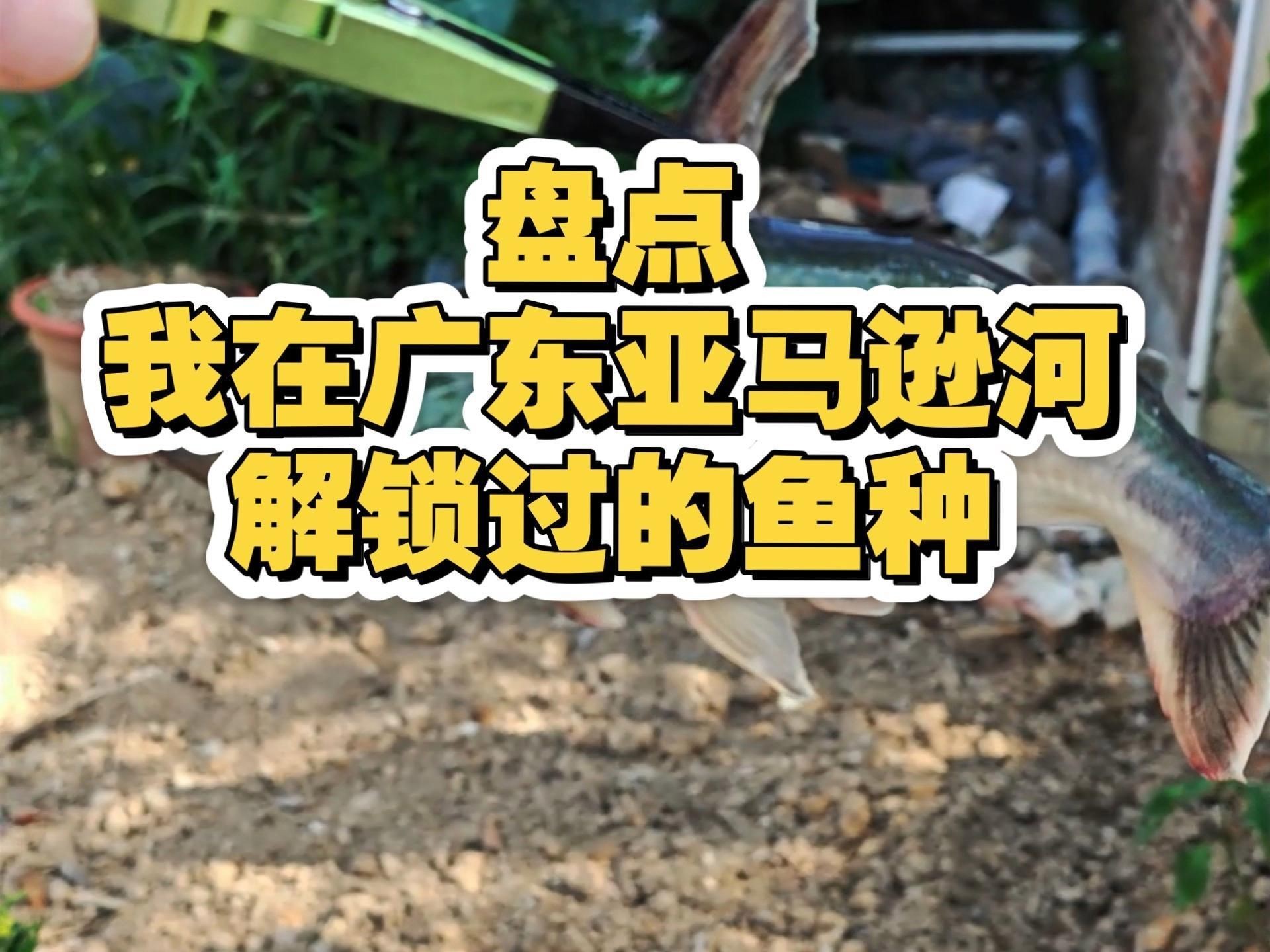 廣東觀魚品種介紹【廣東作為觀賞魚產業的重要基地擁有豐富多樣的特色品種】
