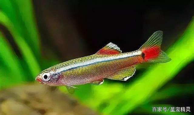 廣東觀魚品種介紹【廣東作為觀賞魚產業的重要基地擁有豐富多樣的特色品種】