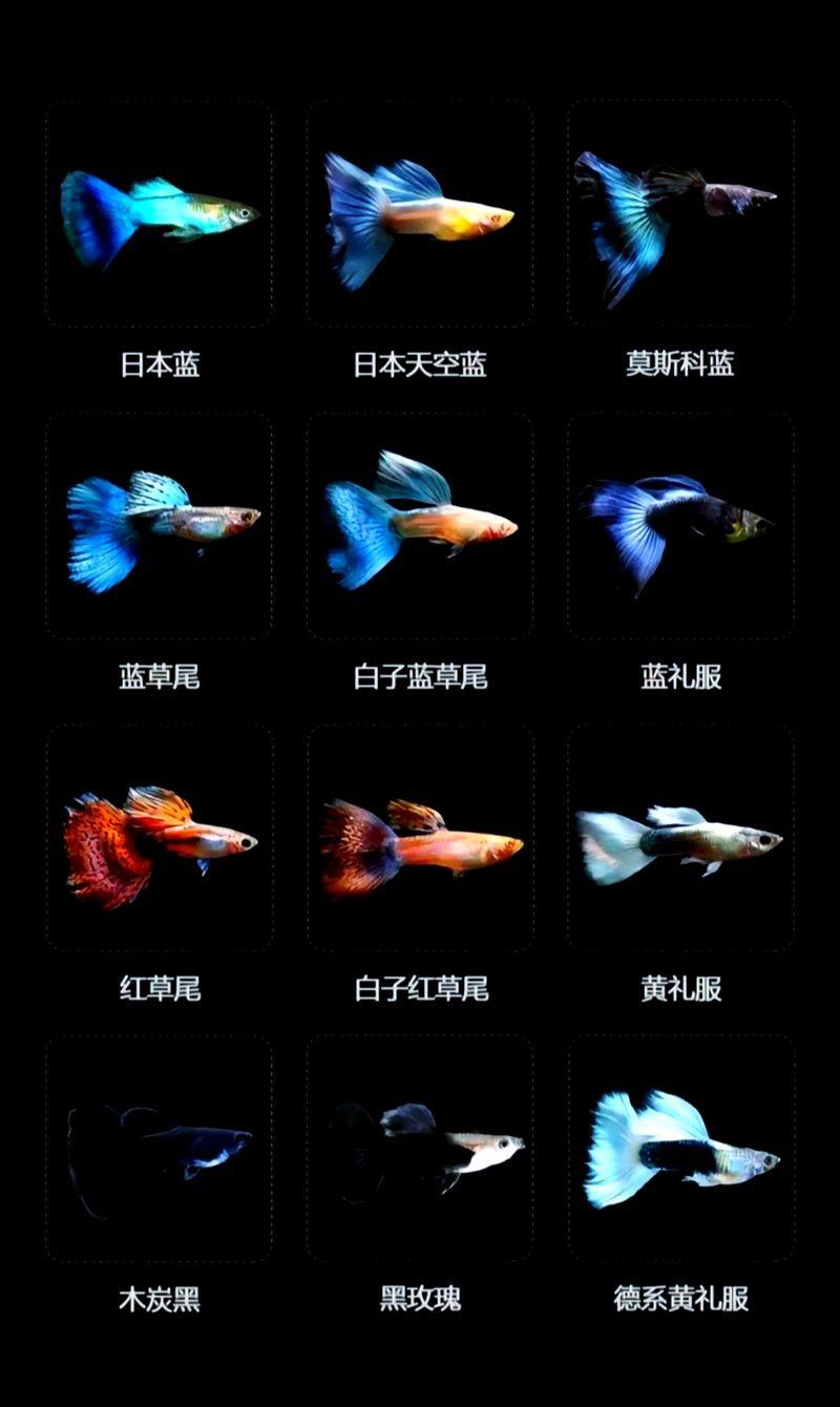 孔雀龍魚品種一覽表【孔雀魚種類大揭秘】 孔雀龍魚品種一覽表【孔雀魚種類大揭秘】 龍魚百科 第3張