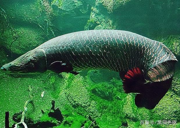巨骨舌魚兇猛嗎【巨骨舌魚在亞馬遜河中的數量多嗎巨骨舌魚在自然環境中的天敵有哪些】