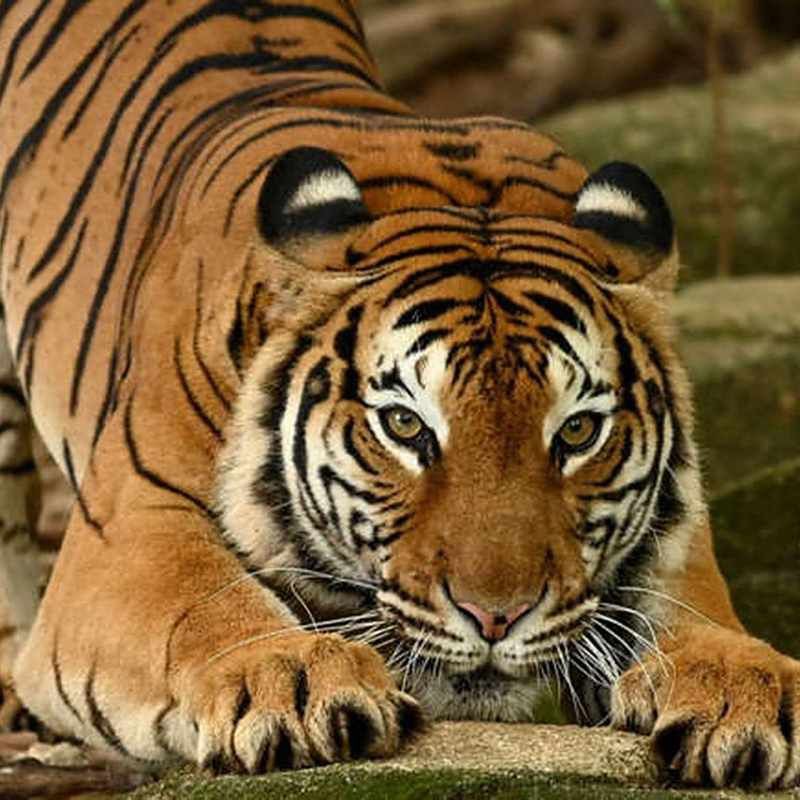 馬來西亞有老虎嗎【馬來西亞發現野生老虎蹤跡當局公開照片光明網拍下罕見一幕】